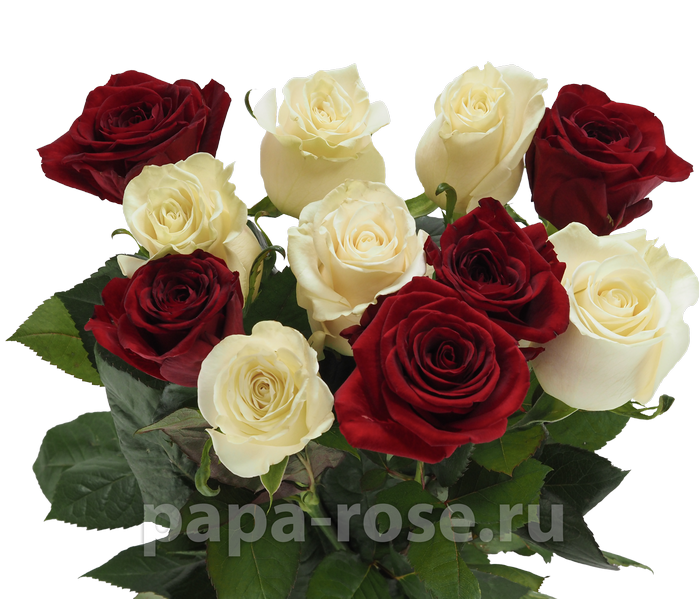 11 бело-красных роз
