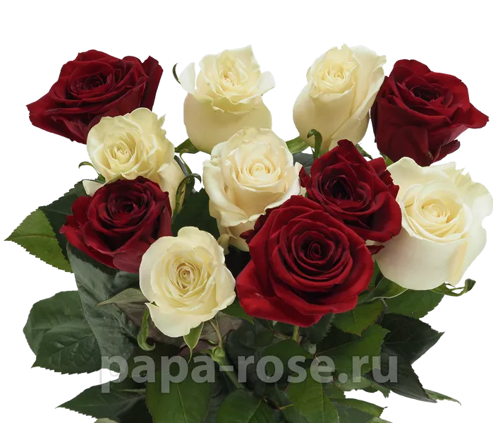 11 красно-белых роз