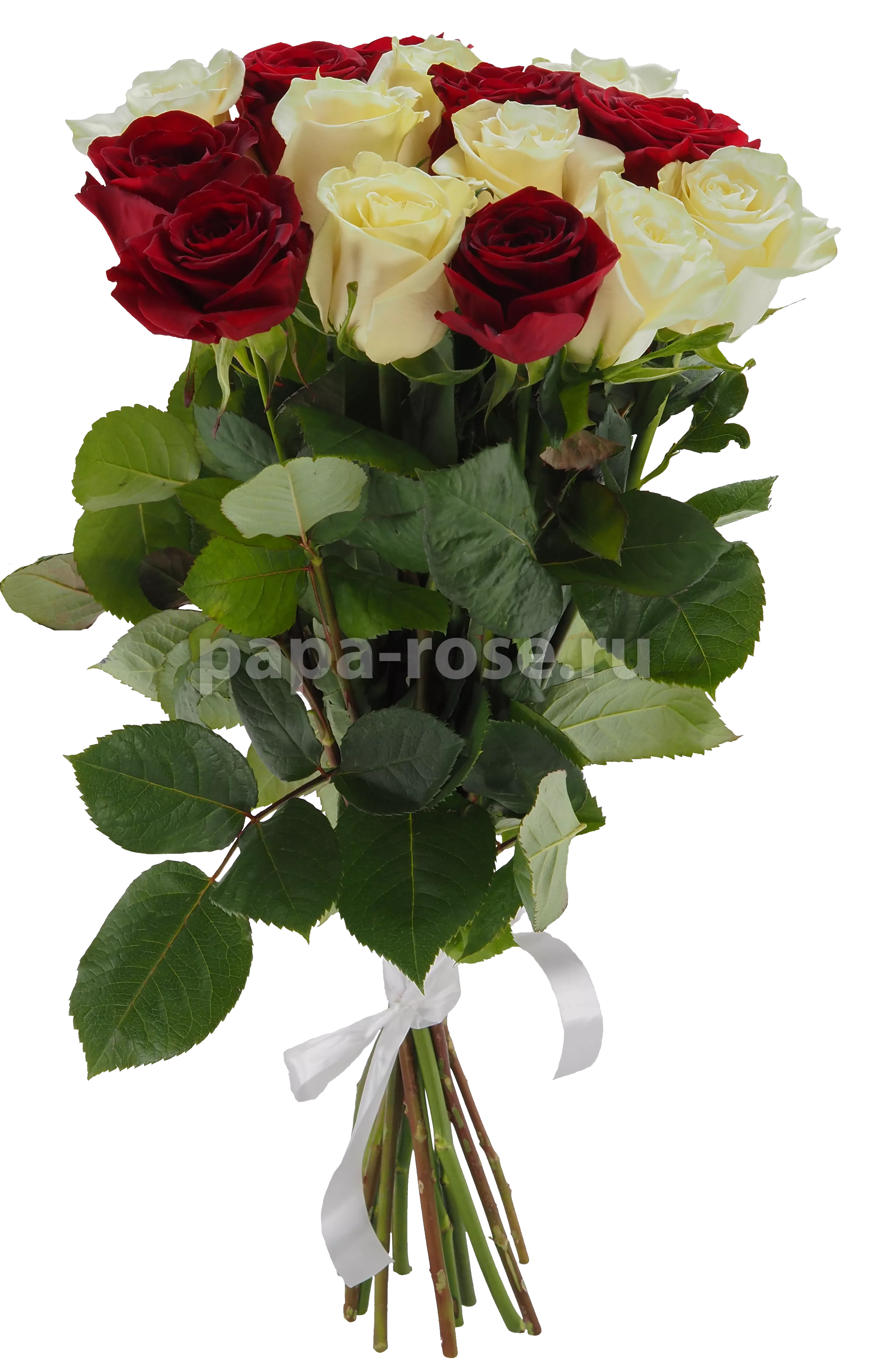 15 роз бело-красных 60 см
