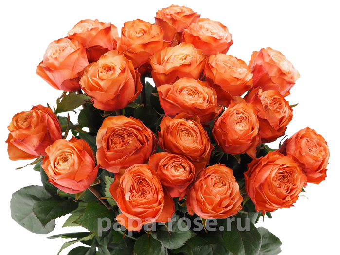 21 оранжевая роза