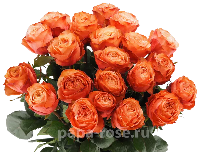 21 оранжевая роза