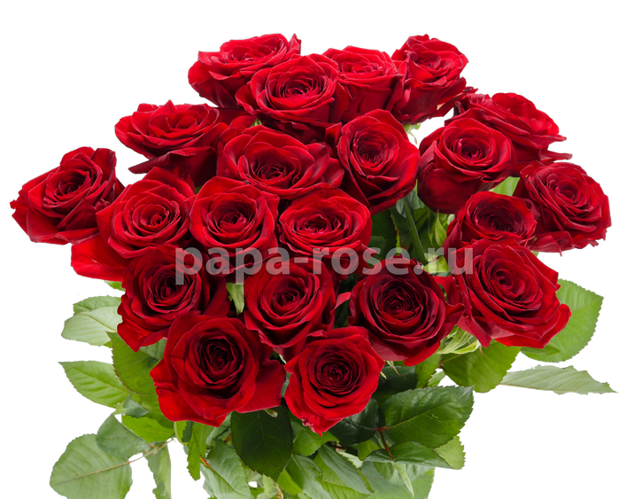 21 красная роза